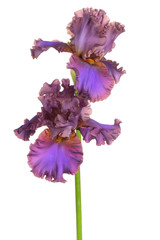 Wall Mural - iris flower isolated