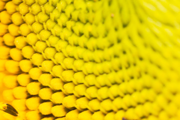 the sun flower in macro view, the sunflower seed pattern, macro flower leaf in nature