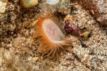 Limaria fragilis, the fragile file clam