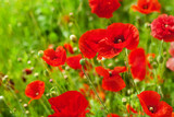 Fototapeta Maki - Red poppy flowers in bloom on green grass blurred background close up, beautiful poppies field blossom on sunny summer day landscape, sun shine floral meadow, spring season blooming nature, copy space