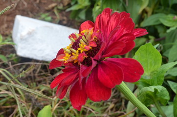 Beautiful and Cute Flower in Garden