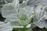 Fototapeta  - Green Vegetable in Garden
