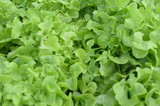 Fototapeta  - Green Vegetable in Garden