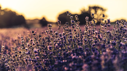 Sunset over lavender field