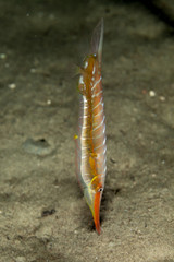 Wall Mural - Razorfish, Centriscus scutatus