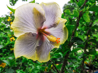 Wall Mural - Close up beautiful Hibiscus flower in the garden.Types of name Caribbean  hibiscus flower.