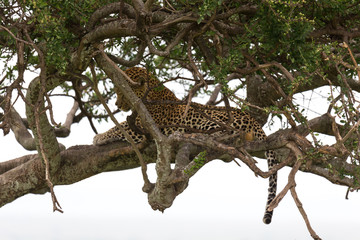 Wall Mural - A leopard has settled comfortably between the branches of a tree to rest