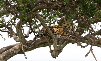 Wall Mural - A leopard has settled comfortably between the branches of a tree to rest