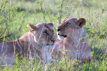 Wall Mural - Lionesses lie in the grass and try to rest