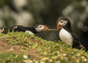 Puffins squabbling over a fern