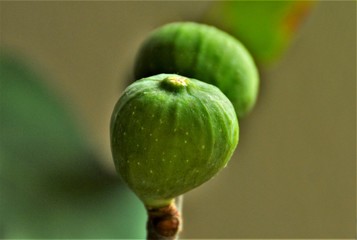 Wall Mural - green fig on branch