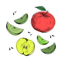 Wall Mural - Apple set. Collection of colored hand-drawn apples and apple slices, isolated on white background. Sketch style colored vector illustration.