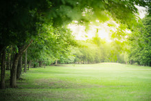 Nature Of Green Park On Blurred Greenery Background In Garden Using As Background Natural Landscape, Ecology, Fresh Wallpaper