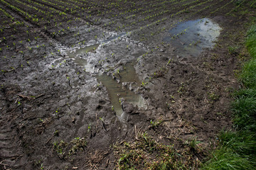 Poster - Top view of flooded agricultural field