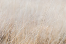 Dry Grass In The Meadow In Winter. Close-up, Blurred Background, Soft Focus On Individual Straws. For A Background In Natural Soothing Colors.