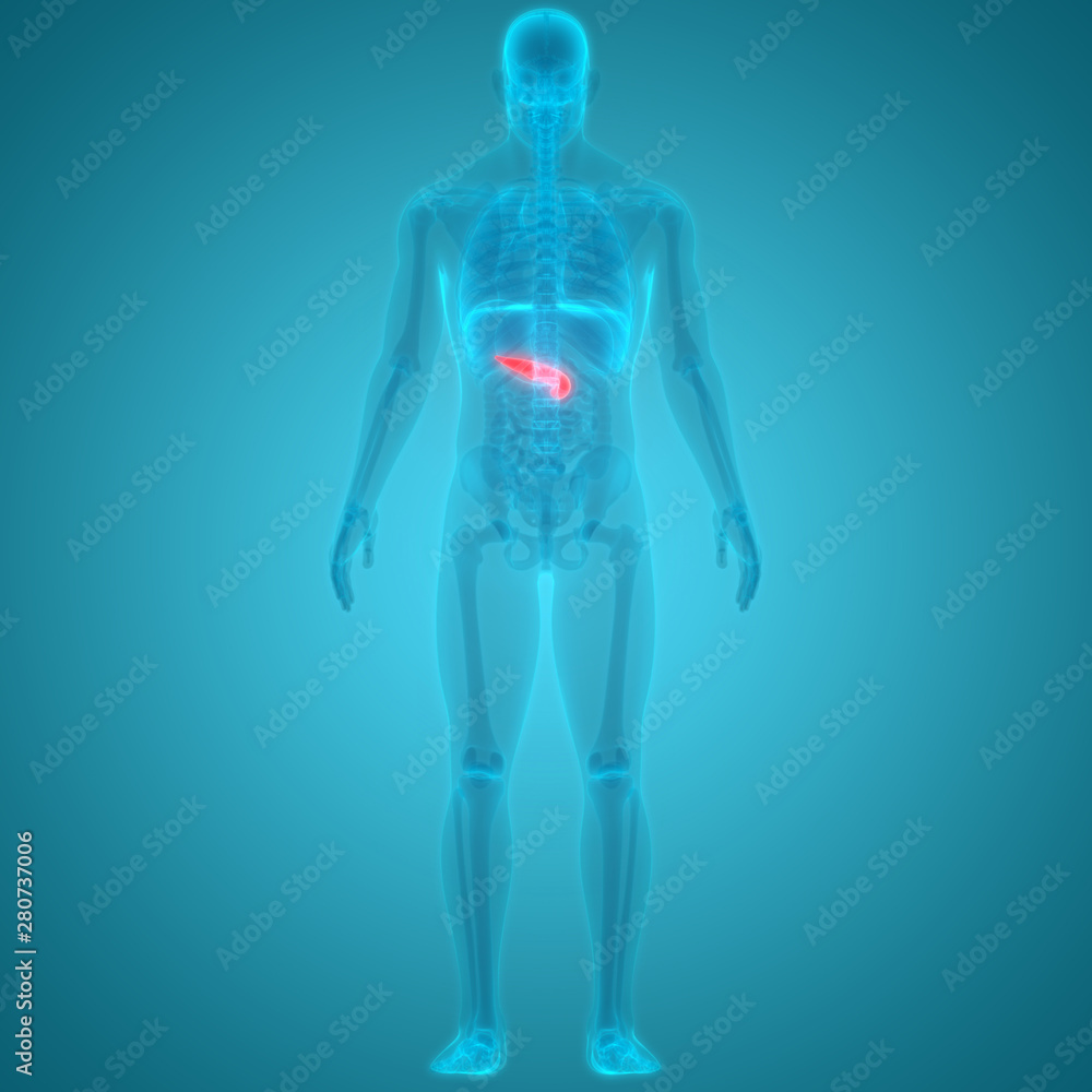 Human Pancreas Anatomy Posterior view Stock Illustration | Adobe Stock