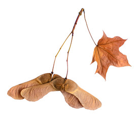 dry maple seeds helicopters leaf isolated on white autumn composition design element for scrapbook