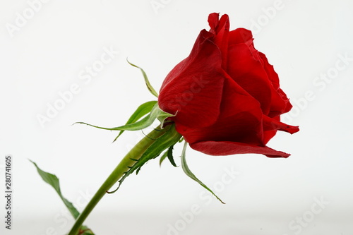 赤い バラ 薔薇 ばら 一輪 白バック 白背景 マクロ 接写 Buy This Stock Photo And Explore Similar Images At Adobe Stock Adobe Stock 赤い バラ 薔薇 ばら 一輪 白バック 白背景 マクロ 接写 Buy This Stock Photo And Explore Similar Images At Adobe Stock Adobe Stock