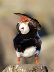 Wall Mural - Puffin Seabird