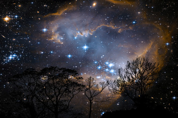 Wall Mural - blur fog nebula back on night cloud sunset sky silhouette branch and tree