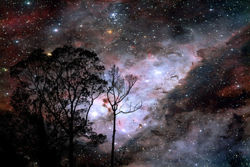 Wall Mural - blur galaxy on night cloud sunset sky silhouette branch and tree