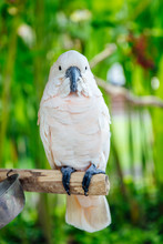 White Cockatoo (Cacatua Alba) In The Tropical Forest