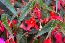 Red Flowers Of Begonia Boliviensis Santa Cruz Sunset