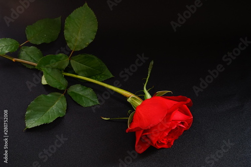 赤い バラ 薔薇 ばら 一輪 黒バック 黒背景 マクロ 接写 Stock Photo Adobe Stock