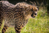 Fototapeta Sawanna - Southern Cheetah