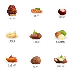 Wall Mural - Nuts icon set. Cartoon set of 9 nuts vector icons for web design isolated on white background