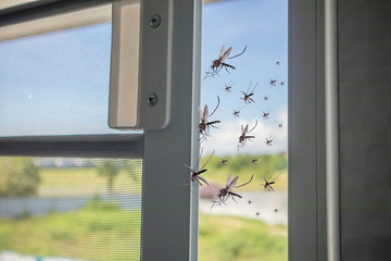 Many mosquitoes flying in to the house while insect net was opened