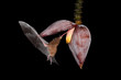 Pallas's long-tongued bat drinking nectar from banana bloom