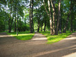 © olympuscat - Three way foot path in the park. Landscape of sunny summer forest with crossroad. Making decisions and making choices concept.