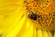 Honey Bee pollinator sunflower.