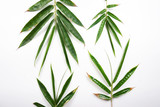 Fototapeta Sypialnia - green leaves of hemp isolated on white background
