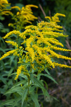 Close Up Of The Blooming Yellow Inflorescence Of Solidago Canadensis, Known As Canada Goldenrod Or Canadian Goldenrod.