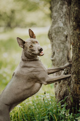 Wall Mural - two Thai Ridgeback dog playing on the grass, outdoor