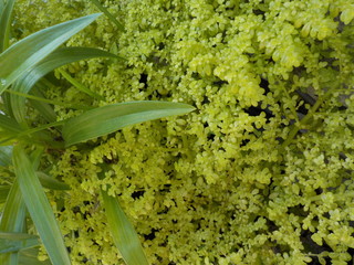 PLANTAS,distintos tipos de hojas