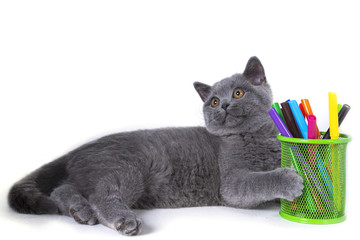 Adorable, gray, fuzzy thoroughbred British kitten lying, holding a paw glass markers. welcome to school