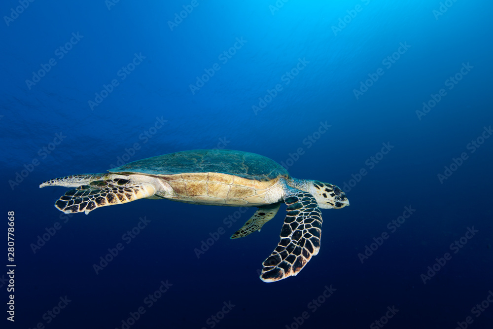 The hawksbill sea turtle Eretmochelys imbricata - obrazy, fototapety, plakaty 