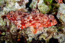 Scorpaena Notata, Porcus Scorpionfish