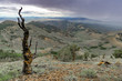 USA, Nevada, Nye County, Antelope Range An ancient wind-blown limber pine (Pinus flexilis) dead snag near the summit of Ninemile Peak at 3,080 m (10,105 ft).