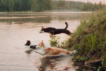 Wall Mural - good looking border collie dog pet is wet after swimming