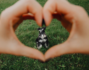 black miniature Schnauzer on the grass heart in love