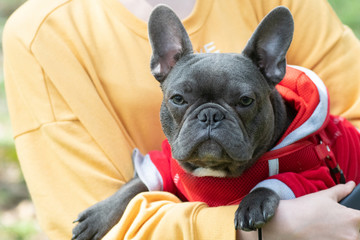 French bulldog portrait in outdoor liyng on hands