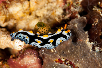 Phyllididia, sea slug, a dorid nudibranch