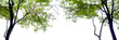 horizontal area of trees with green leaves on white background
