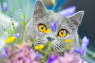 Wall Mural - Cute gray shorthair cat and wild flowers, curious pet close up