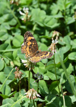 A Worn Silvery Checkerspot Butterfly Feeding On A Clover Blossom