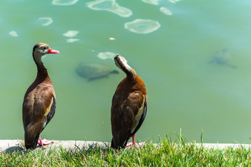 Wall Mural - Duck is the common name for a large number of species in the waterfowl family Anatidae which also includes swans and geese. Ducks are divided among several subfamilies in the family Anatidae; they do 